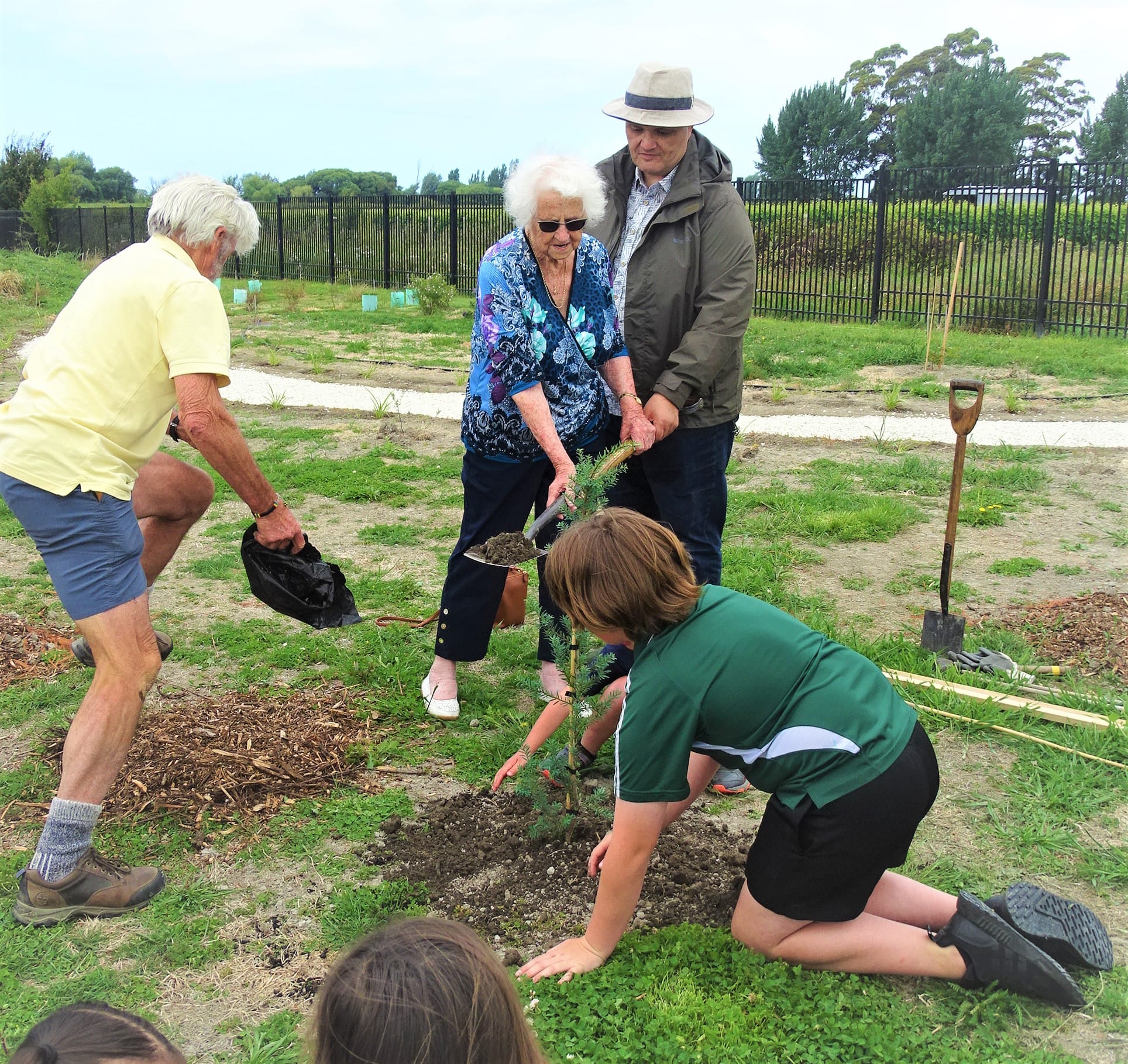 Tōtara a taonga linking past and future